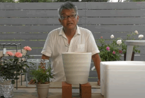 バラの暑さ対策　酷暑から鉢植えのバラを守るコツ！