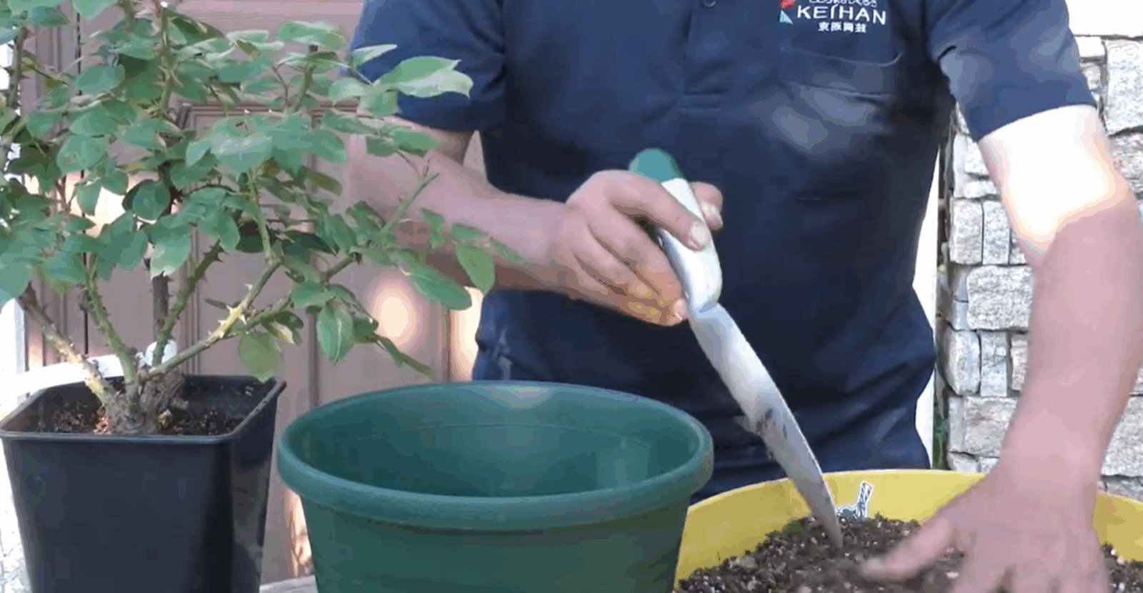 暑い時期に植え替えても大丈夫?～バラの暑さ対策！植え替え編～
