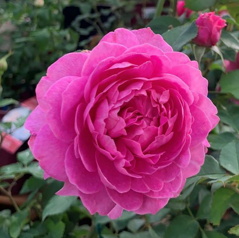 バラと庭あそび スタッフＳ