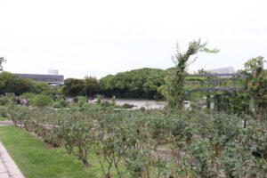 夏剪定を行いました！@万博記念公園平和のバラ園