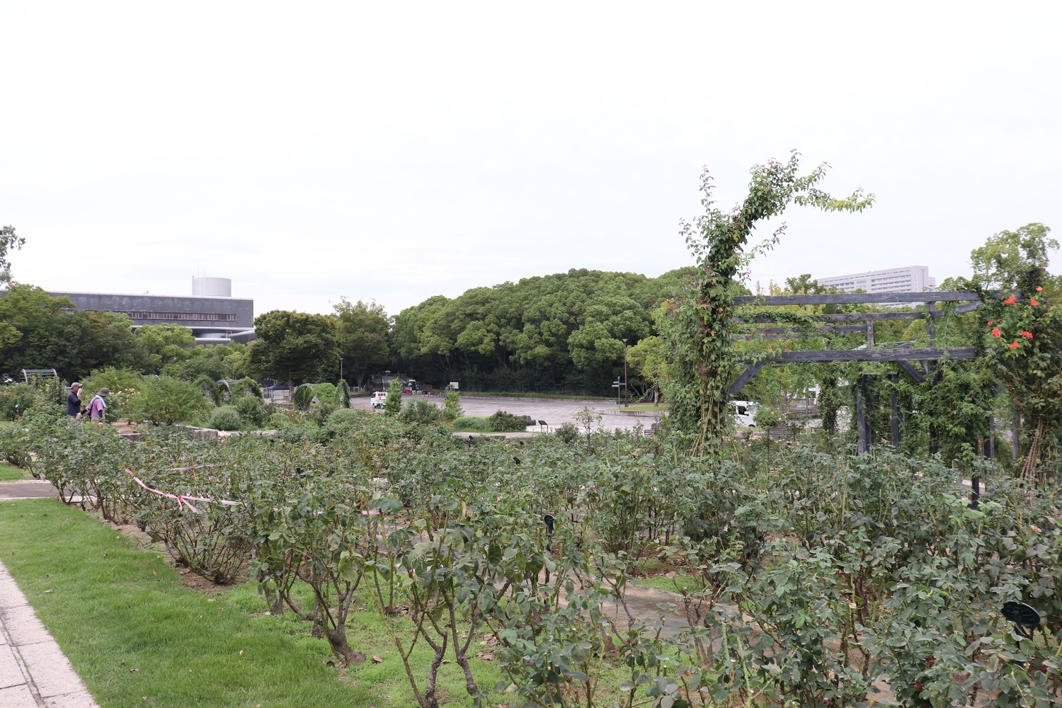 夏剪定を行いました！@万博記念公園平和のバラ園