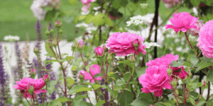 バラの初心者さんにも！店長オススメ殺菌剤＆肥料