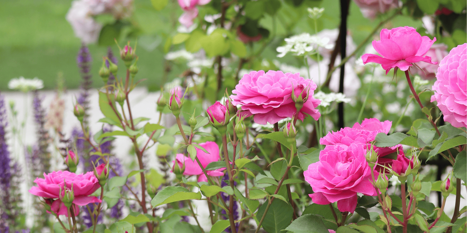 バラの初心者さんにも！店長オススメ殺菌剤＆肥料