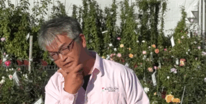 秋に花付きの鉢バラを買ったらどうしたらよい？一問一答形式で小山内健が答えます